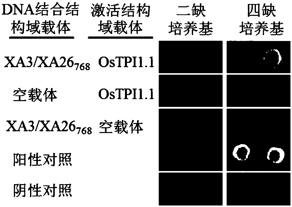 Application of rice gene OsTPI1-1 to rice disease resistance improvement