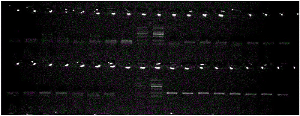 Method for developing meconopsis SSR (simple sequence repeat) primers on basis of transcriptome sequences