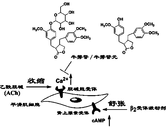 Medicine for treating chronic respiratory diseases and preparation method of medicine