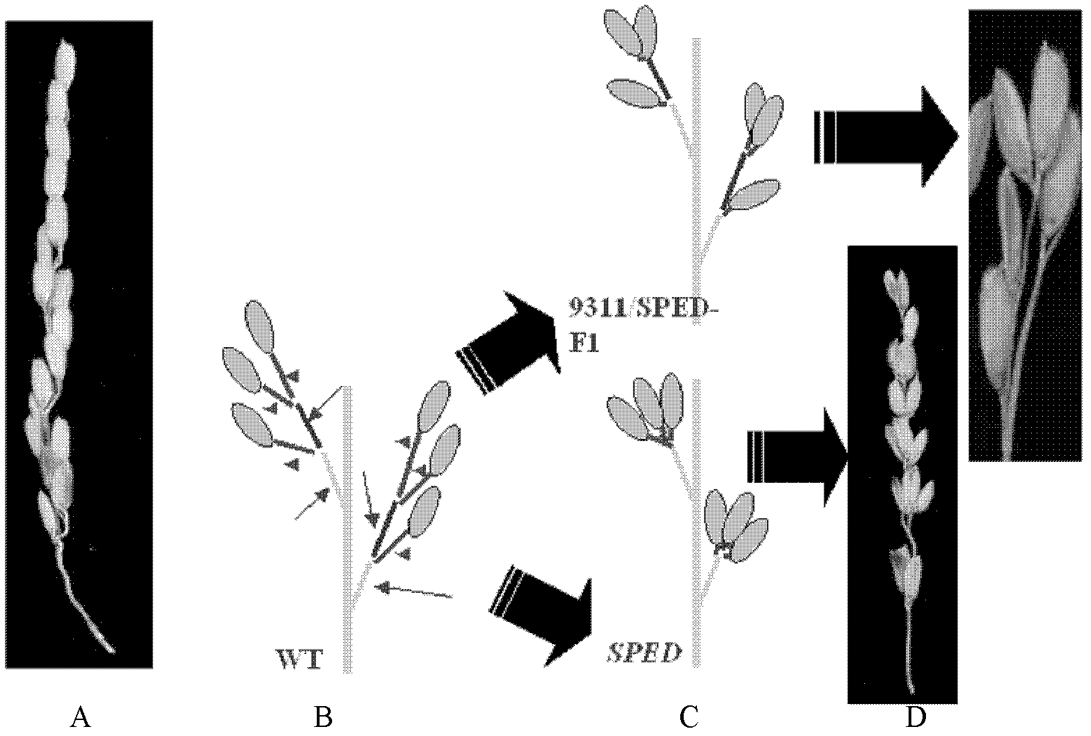 Protein relevant to plant spike shape and encoding gene and appliance thereof