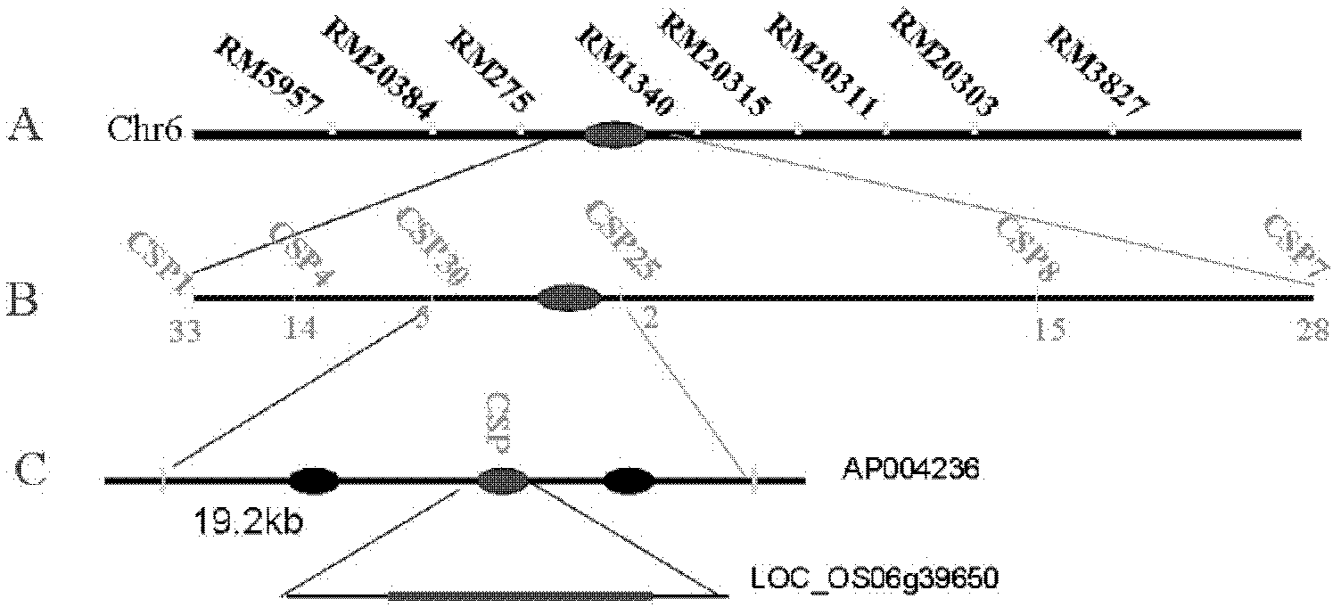 Protein relevant to plant spike shape and encoding gene and appliance thereof