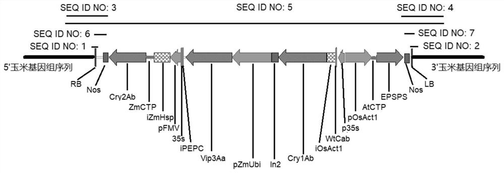 Transgenic maize event LP007-7 and detection method thereof