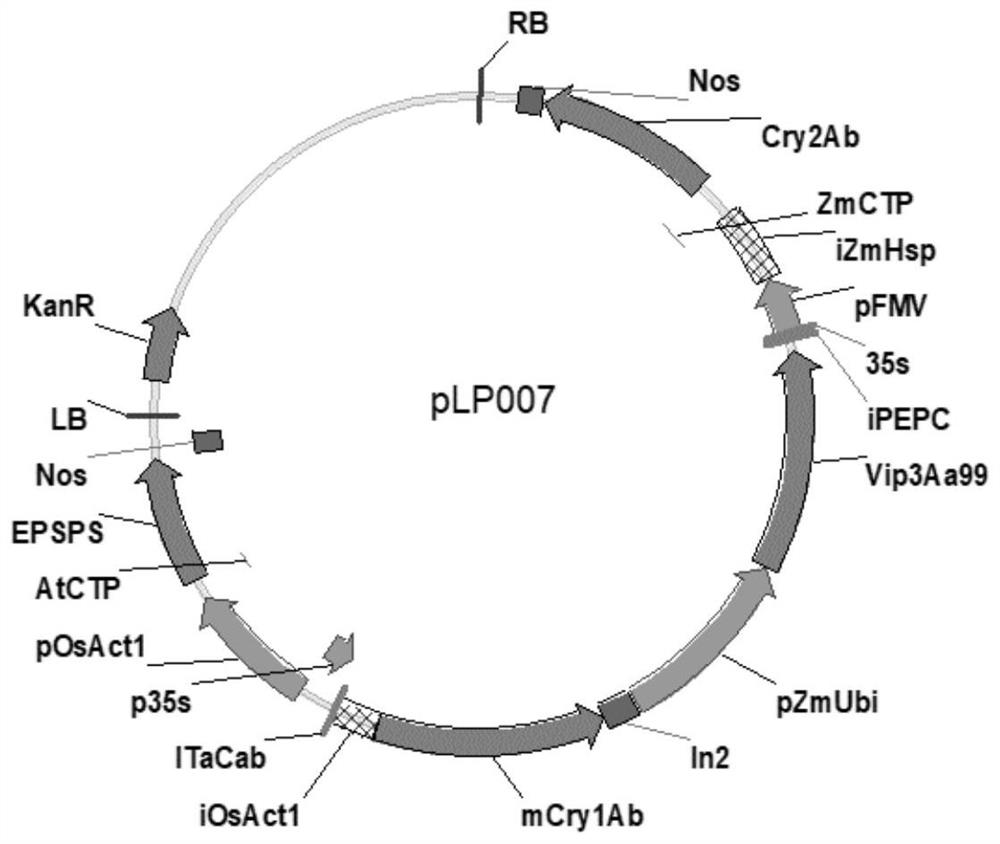 Transgenic maize event LP007-7 and detection method thereof