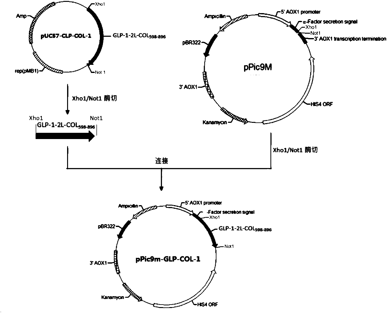 GLP-1 analogue-COL3A1 fusion protein