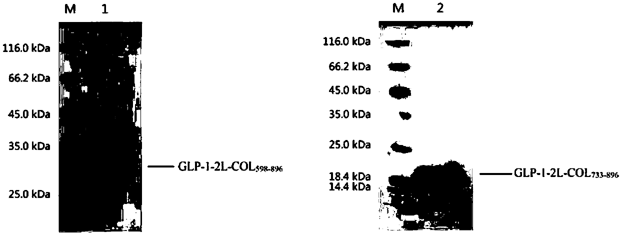 GLP-1 analogue-COL3A1 fusion protein