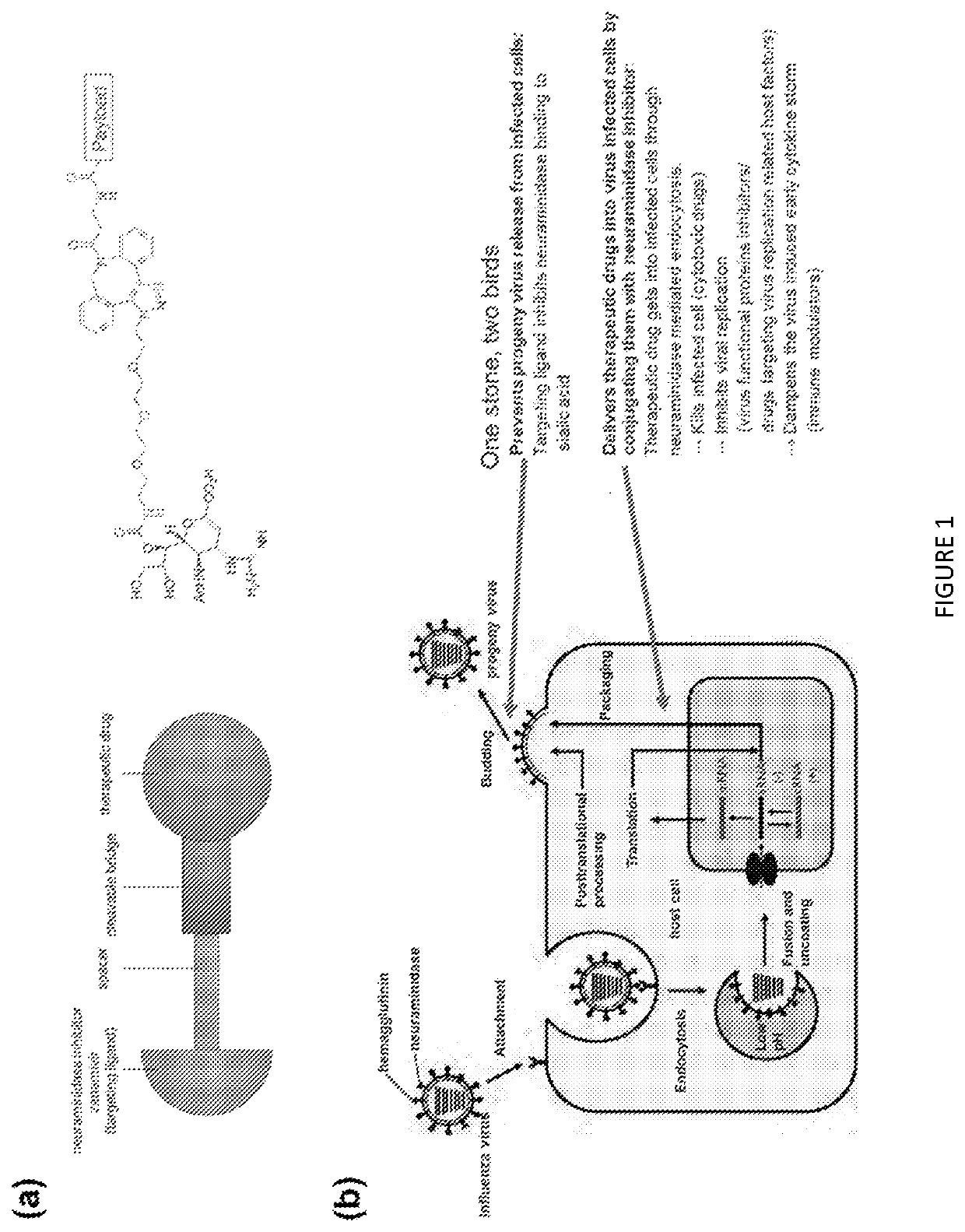 Small molecule ligand-targeted drug conjugates for Anti-influenza chemotherapy and immunotherapy