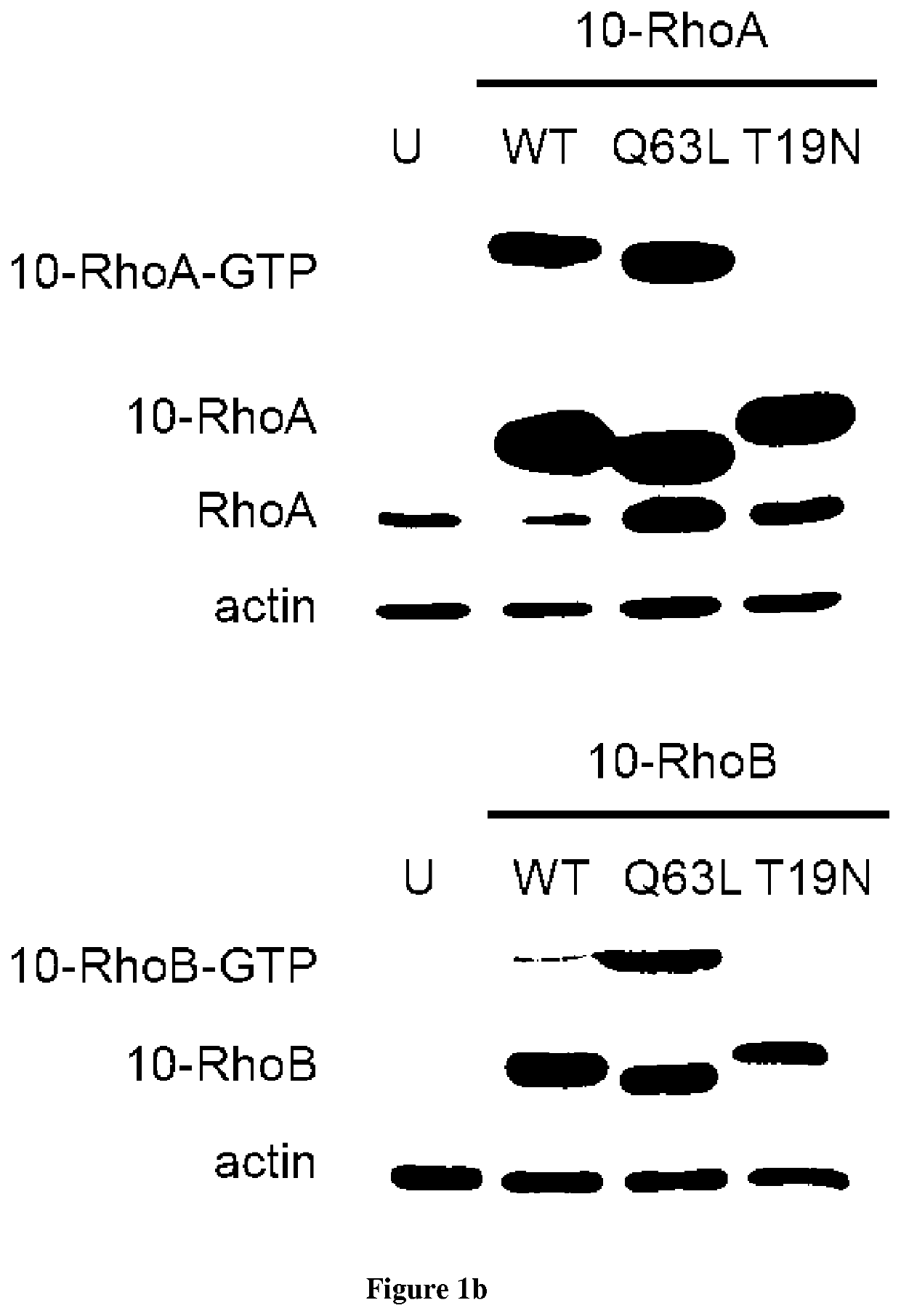 Methods for detecting protein-protein interactions