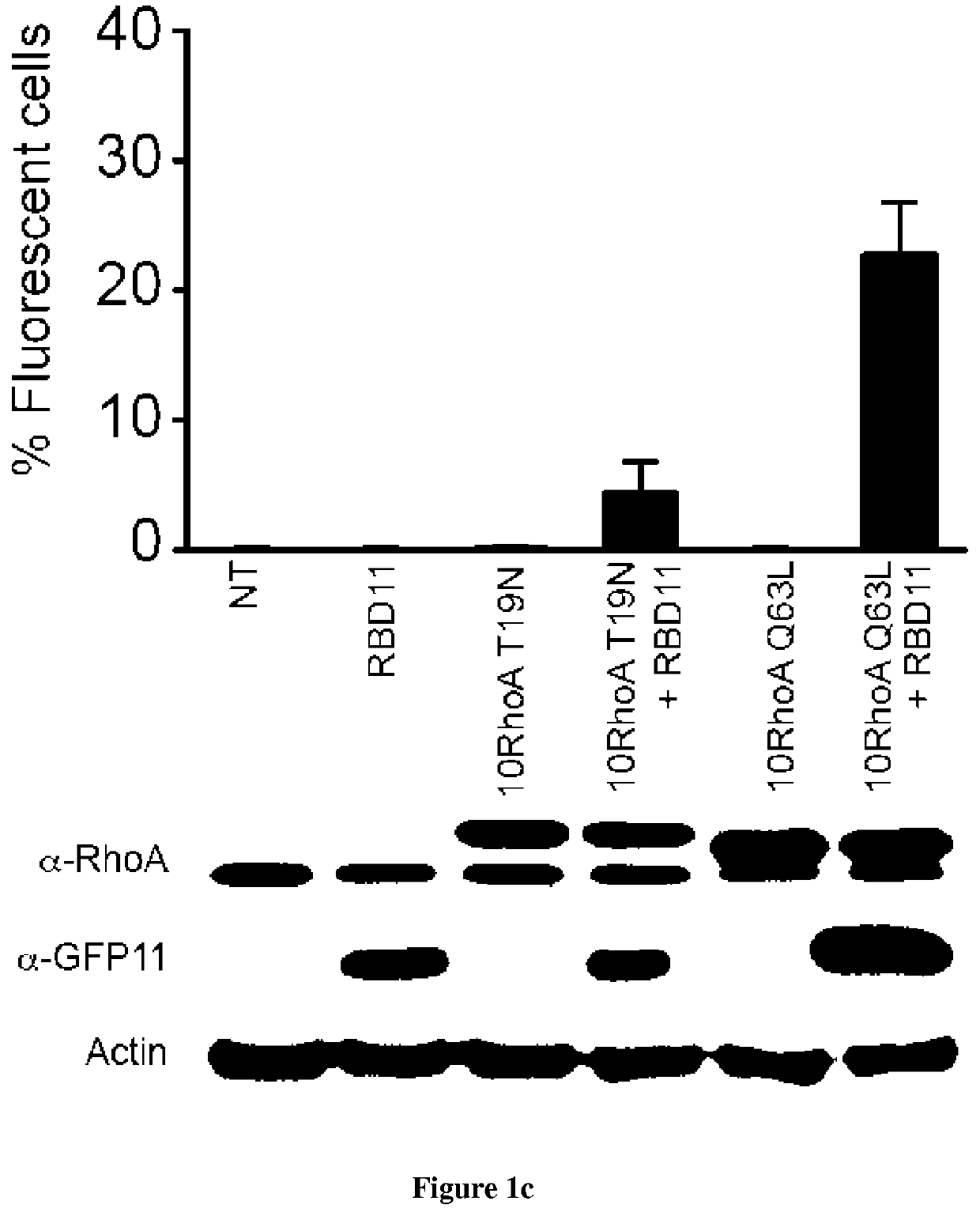 Methods for detecting protein-protein interactions