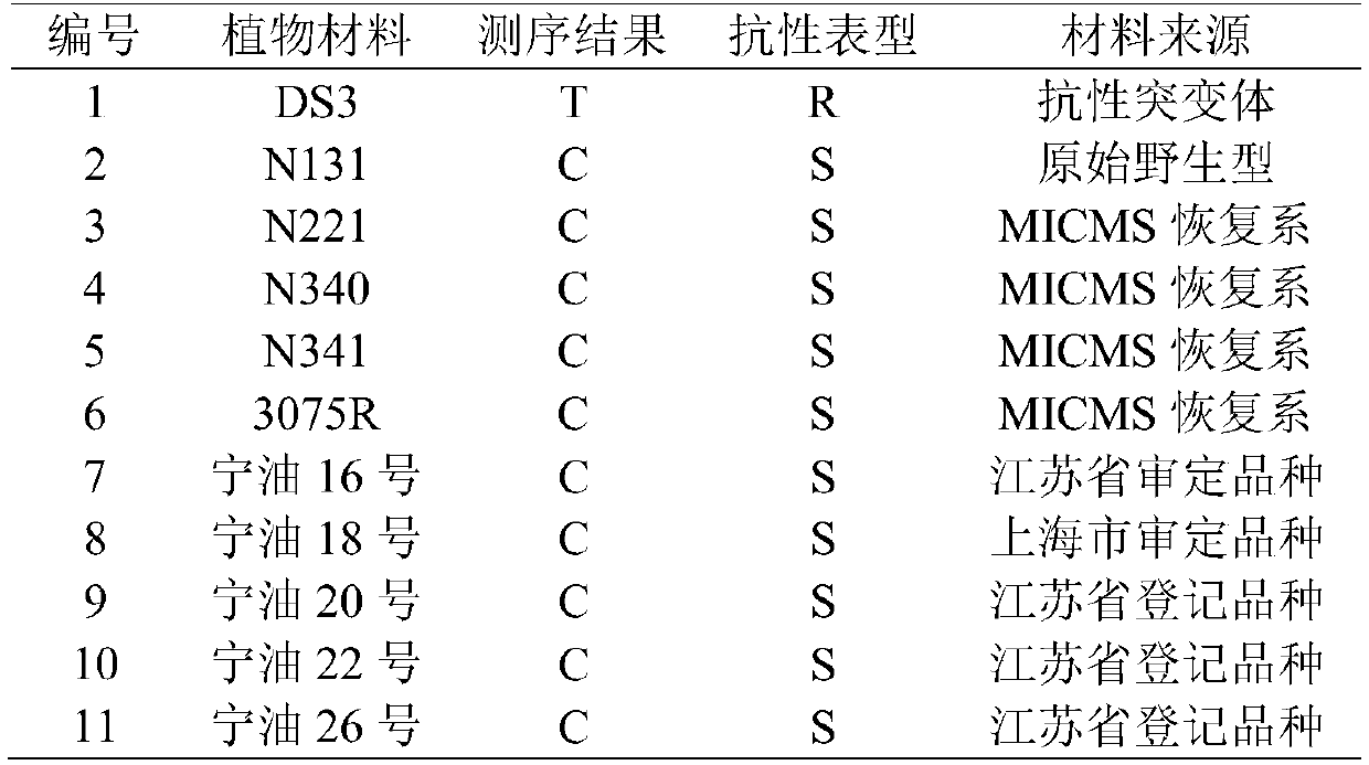 Marker primer and detection kit for detecting SNP mutation of rape ALS gene and application thereof