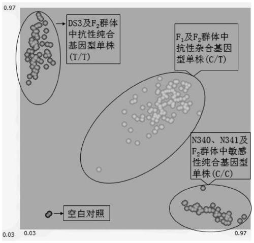 Marker primer and detection kit for detecting SNP mutation of rape ALS gene and application thereof