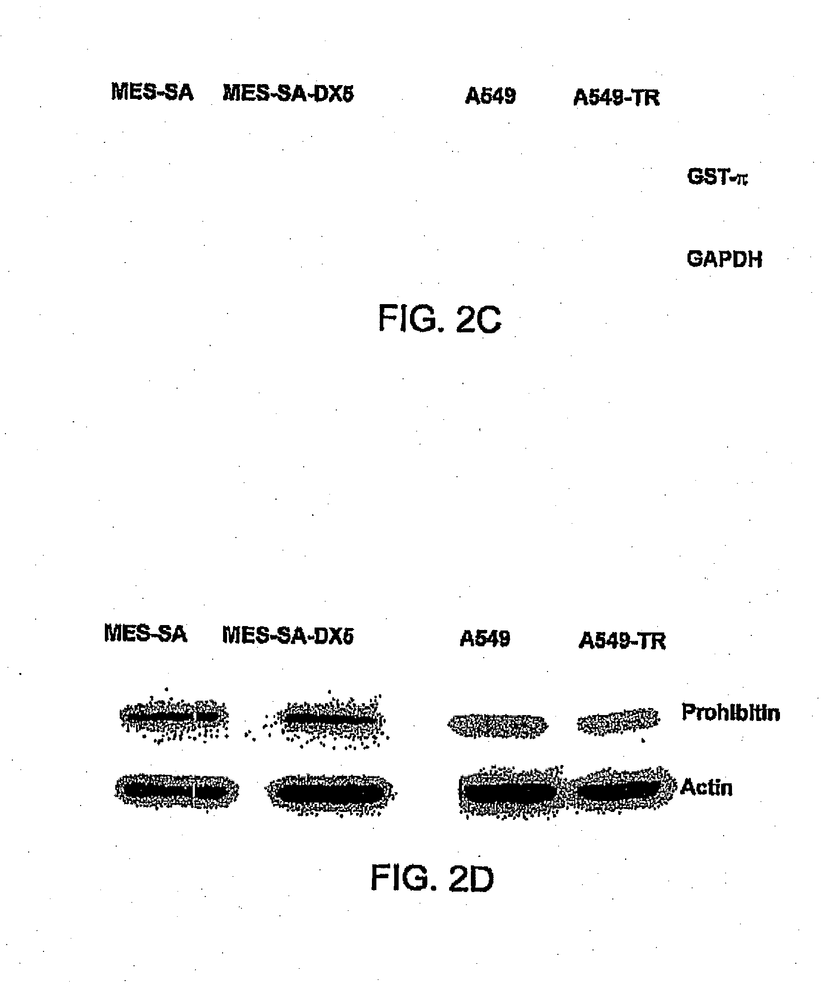 Methods to predict and prevent resistance to taxoid compounds