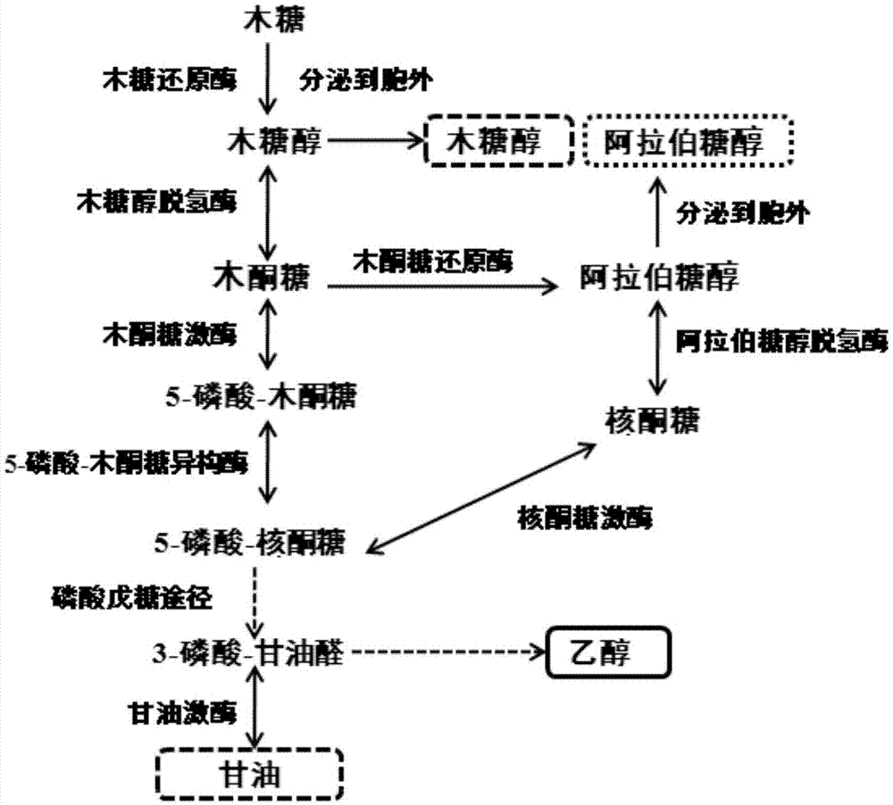 Method for producing fuel ethanol by multi-strains co-fermentation of straws