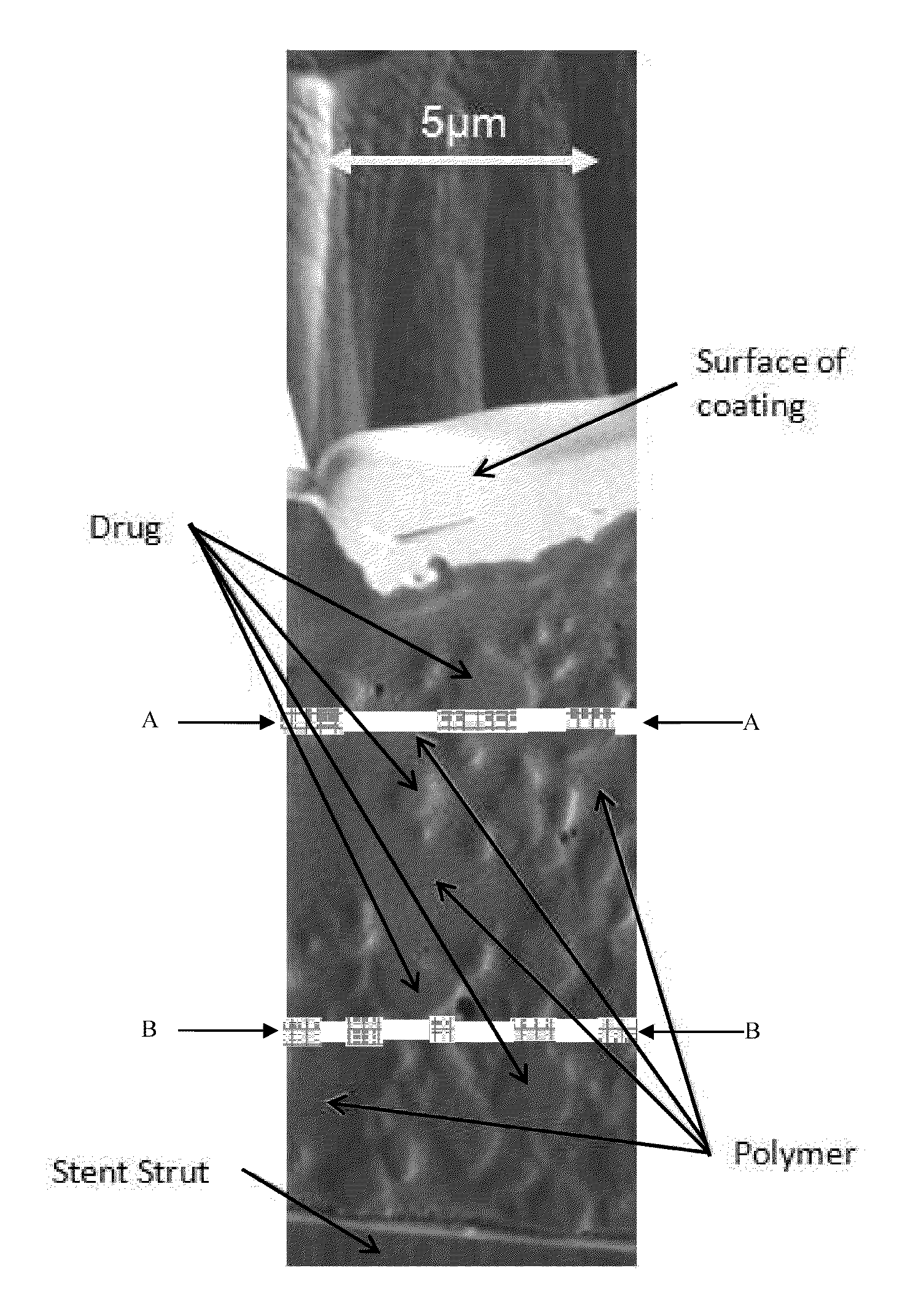 Stents having controlled elution