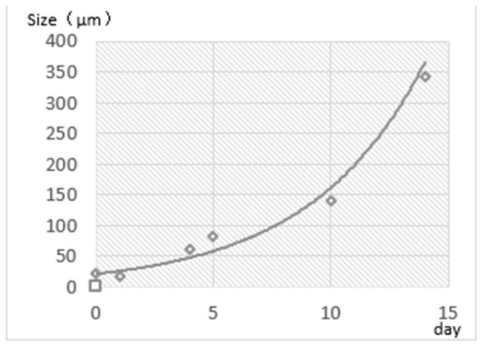 A kind of animal lung bud organoid culture medium and culture method