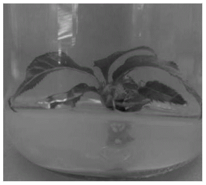 A method for high-efficiency in vitro plant regeneration of a single adult "Little Joe" cherry of Oshima cherry