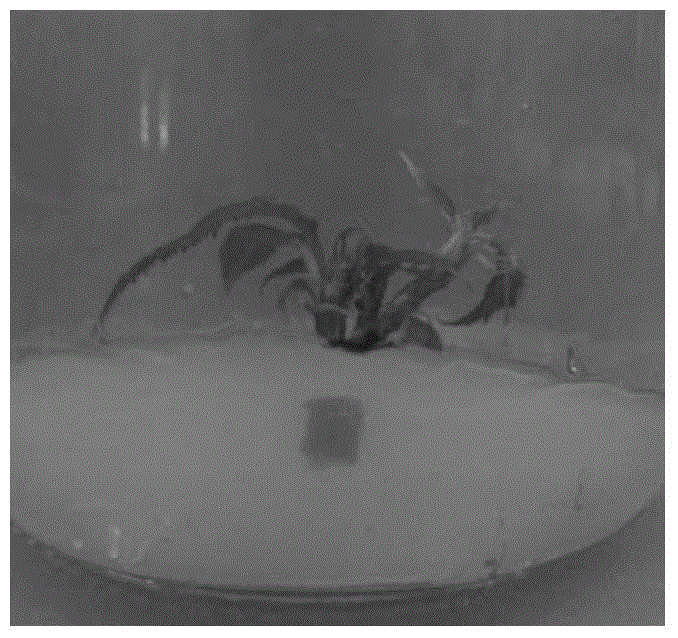 A method for high-efficiency in vitro plant regeneration of a single adult "Little Joe" cherry of Oshima cherry