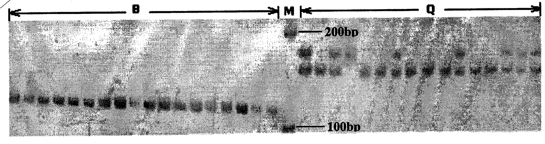 Molecular identification method for siniperca chuatsi and siniperca scherzeri and kit