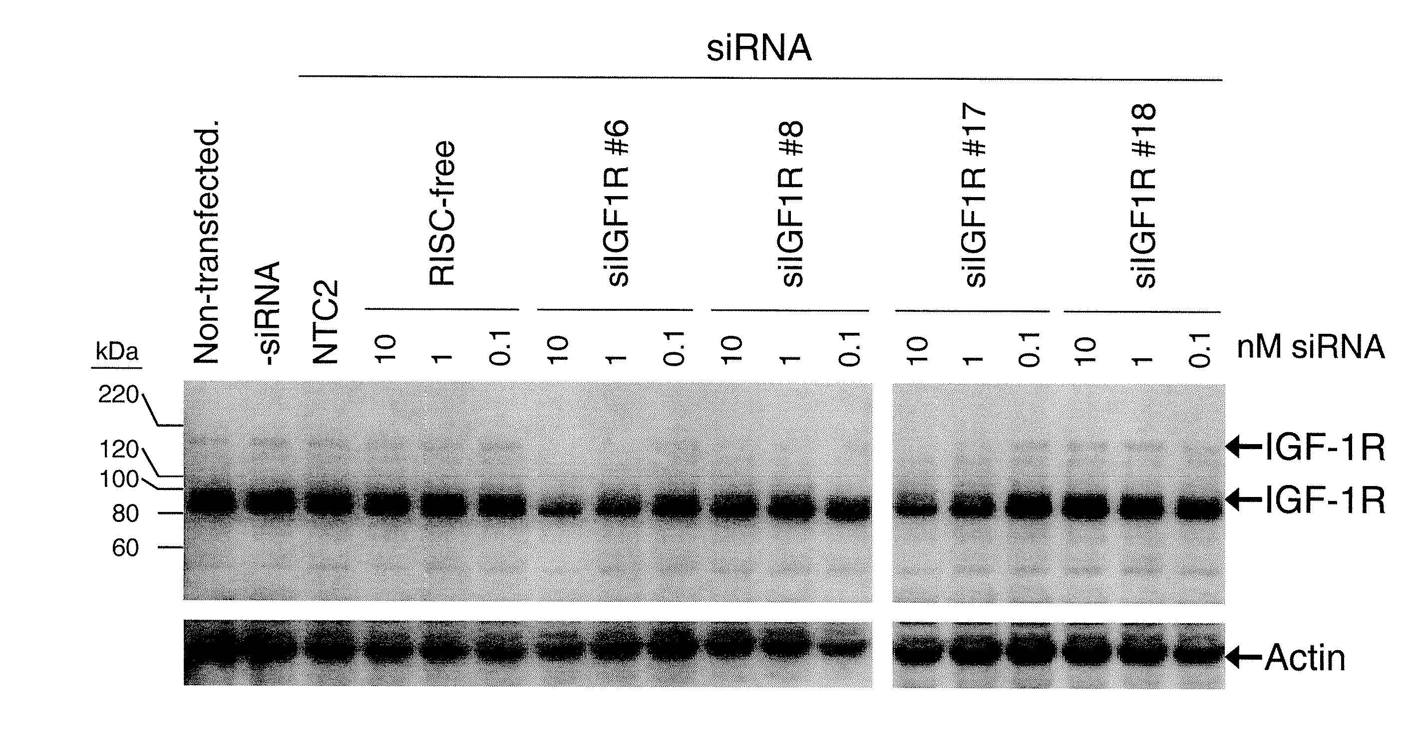 RNAi-MEDIATED INHIBITION OF IGF1R FOR TREATMENT OF OCULAR ANGIOGENESIS