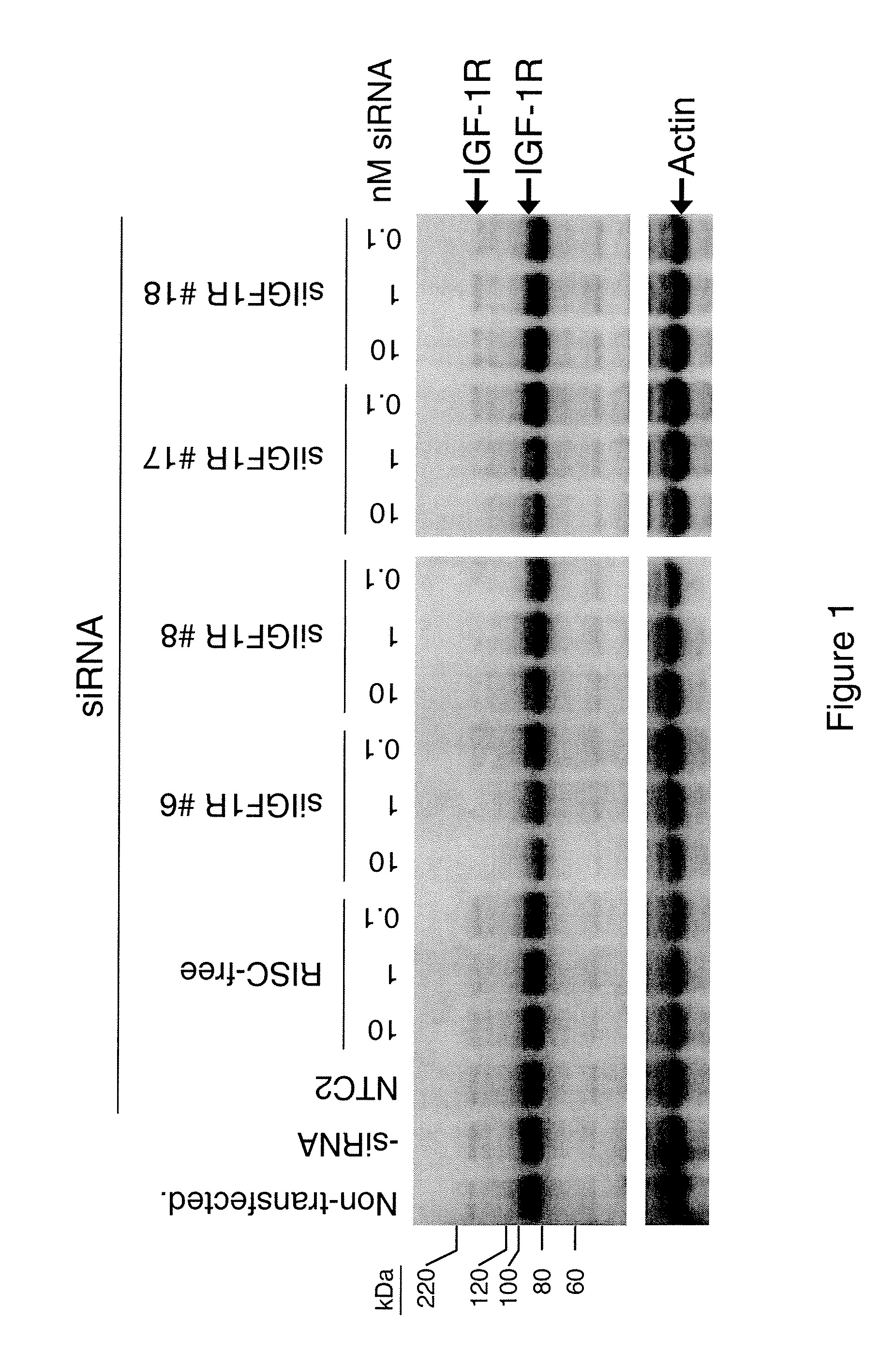 RNAi-MEDIATED INHIBITION OF IGF1R FOR TREATMENT OF OCULAR ANGIOGENESIS