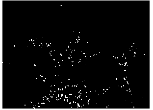 Preparation method of porous tantalum serving as medical metal implant material