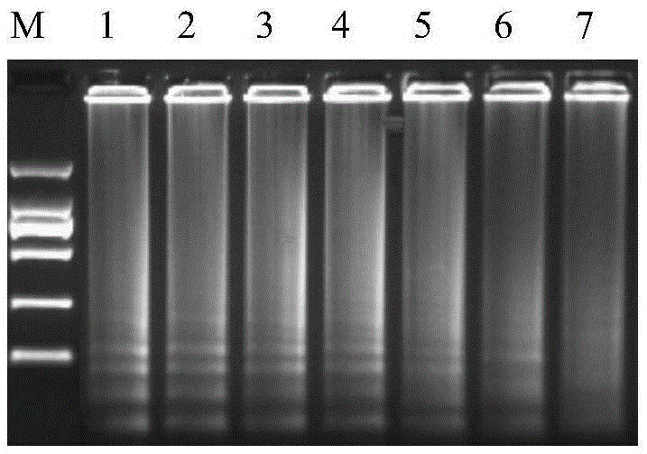 gi Genotype Norovirus Reverse Transcription Rolling Circle Amplification Method