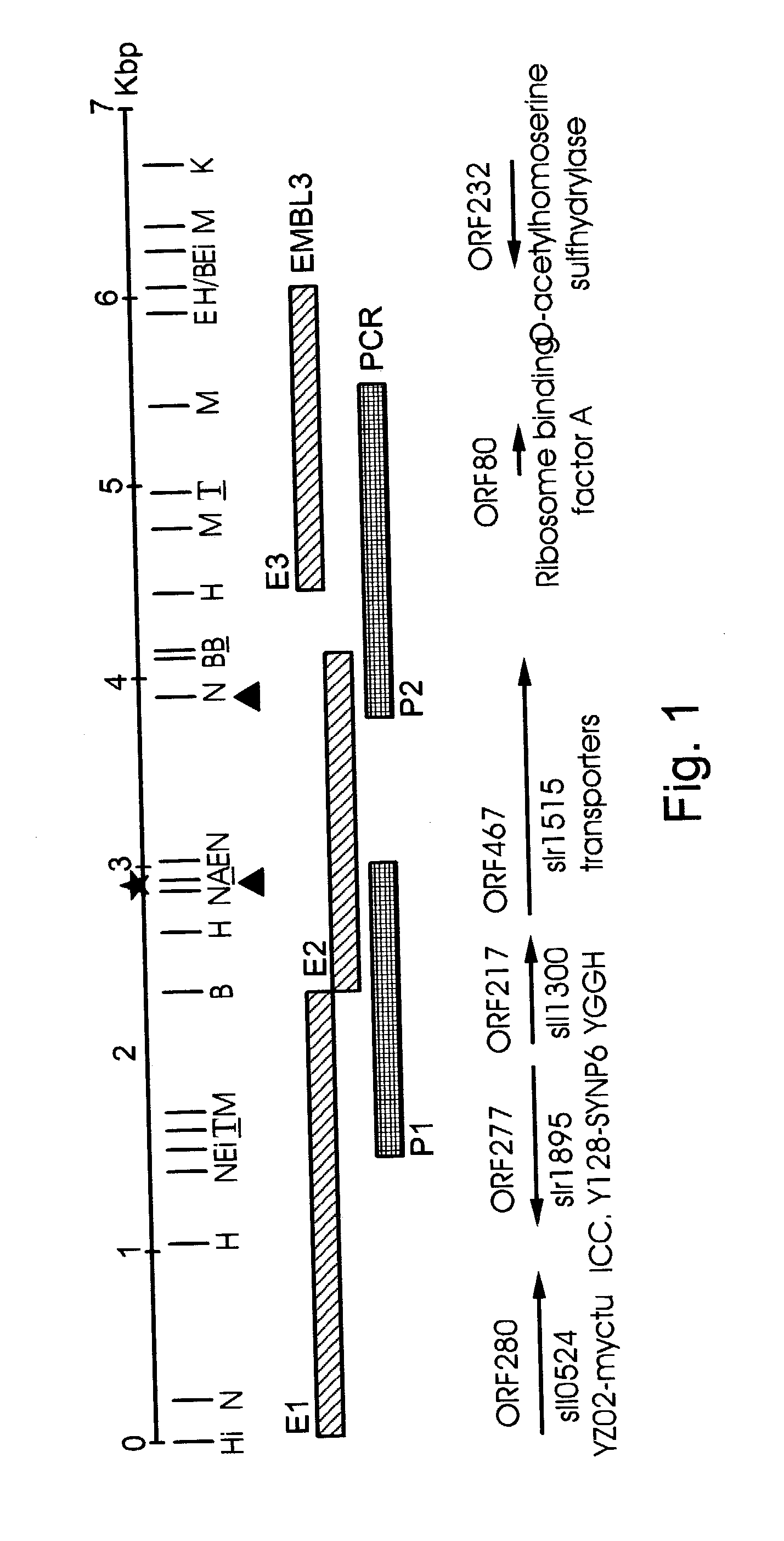 Plants characterized by enhanced growth and methods and nucleic acid constructs useful for generating same