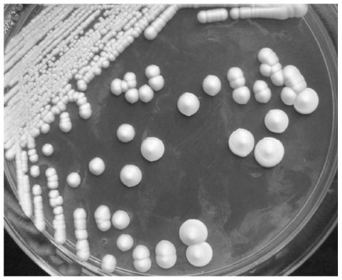 Saccharomyces cerevisiae strain fm-s-4 improving the color stability of fruit wine and its application