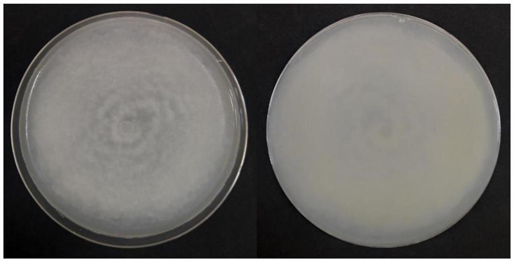 Mortierella alpina YW25, culture method thereof, fungicide, application of fungicide and method for promoting growth of araliaceae plants