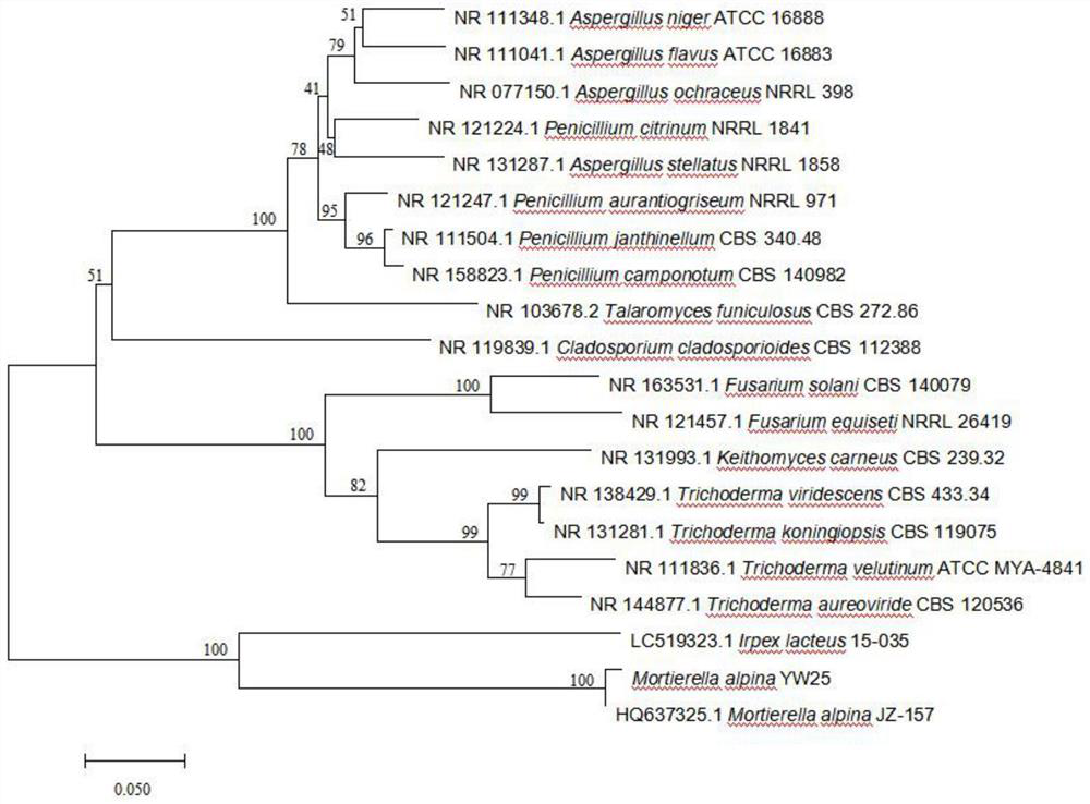 Mortierella alpina YW25, culture method thereof, fungicide, application of fungicide and method for promoting growth of araliaceae plants