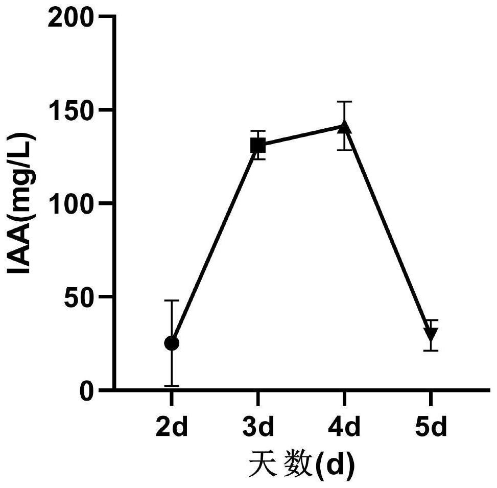 Mortierella alpina YW25, culture method thereof, fungicide, application of fungicide and method for promoting growth of araliaceae plants