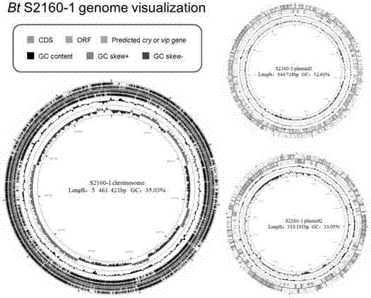 Bacillus thuringiensis for killing mosquito larvae and application of bacillus thuringiensis