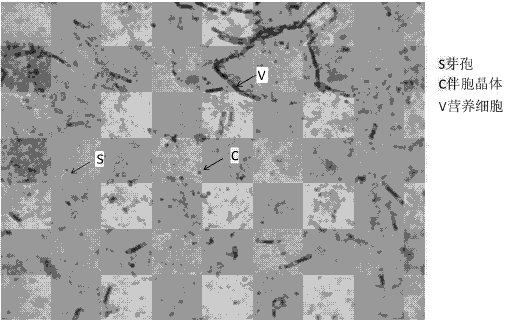 Bacillus thuringiensis for killing mosquito larvae and application of bacillus thuringiensis