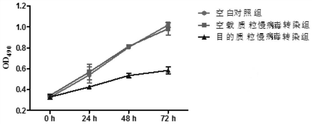 Umbilical cord mesenchymal stem cells silenced by mir338 gene and its preparation method and application