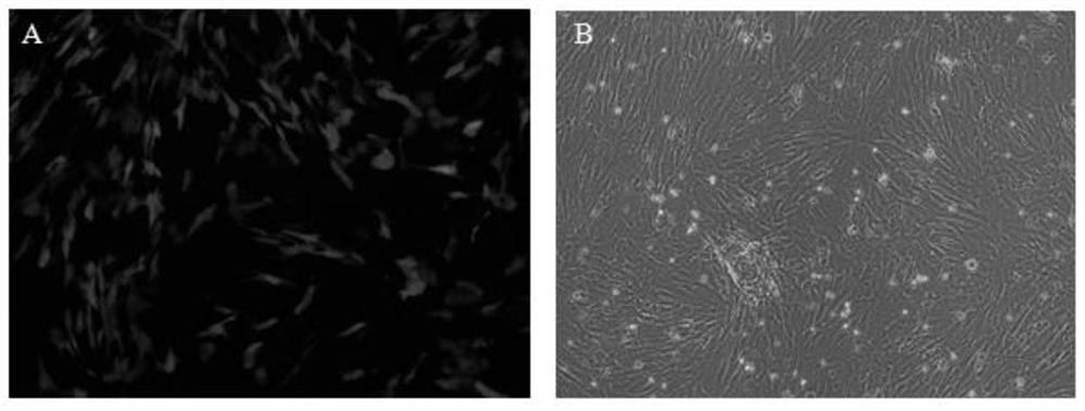 Umbilical cord mesenchymal stem cells silenced by mir338 gene and its preparation method and application