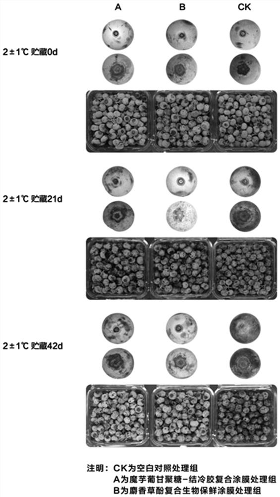 Thymol composite biological coating preservative and preparation method and application thereof