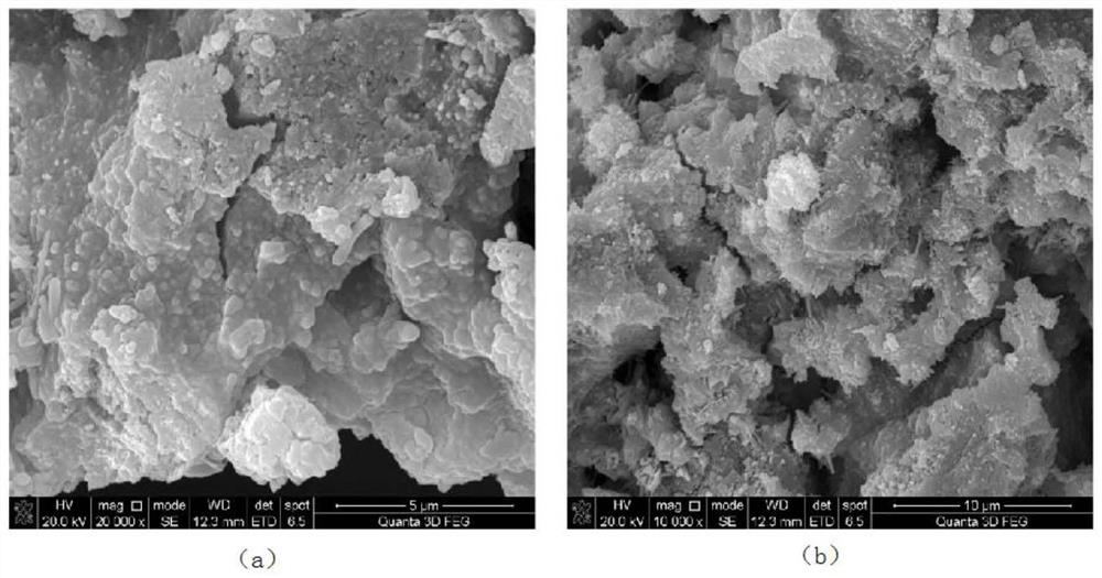 Natural phenolic aldehyde-polyethyleneimine bionic adhesion coating and preparation method thereof