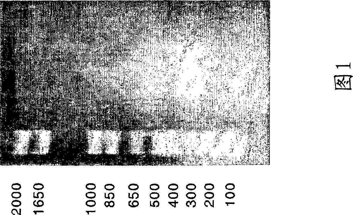 Cathepsin propeptide and uses thereof