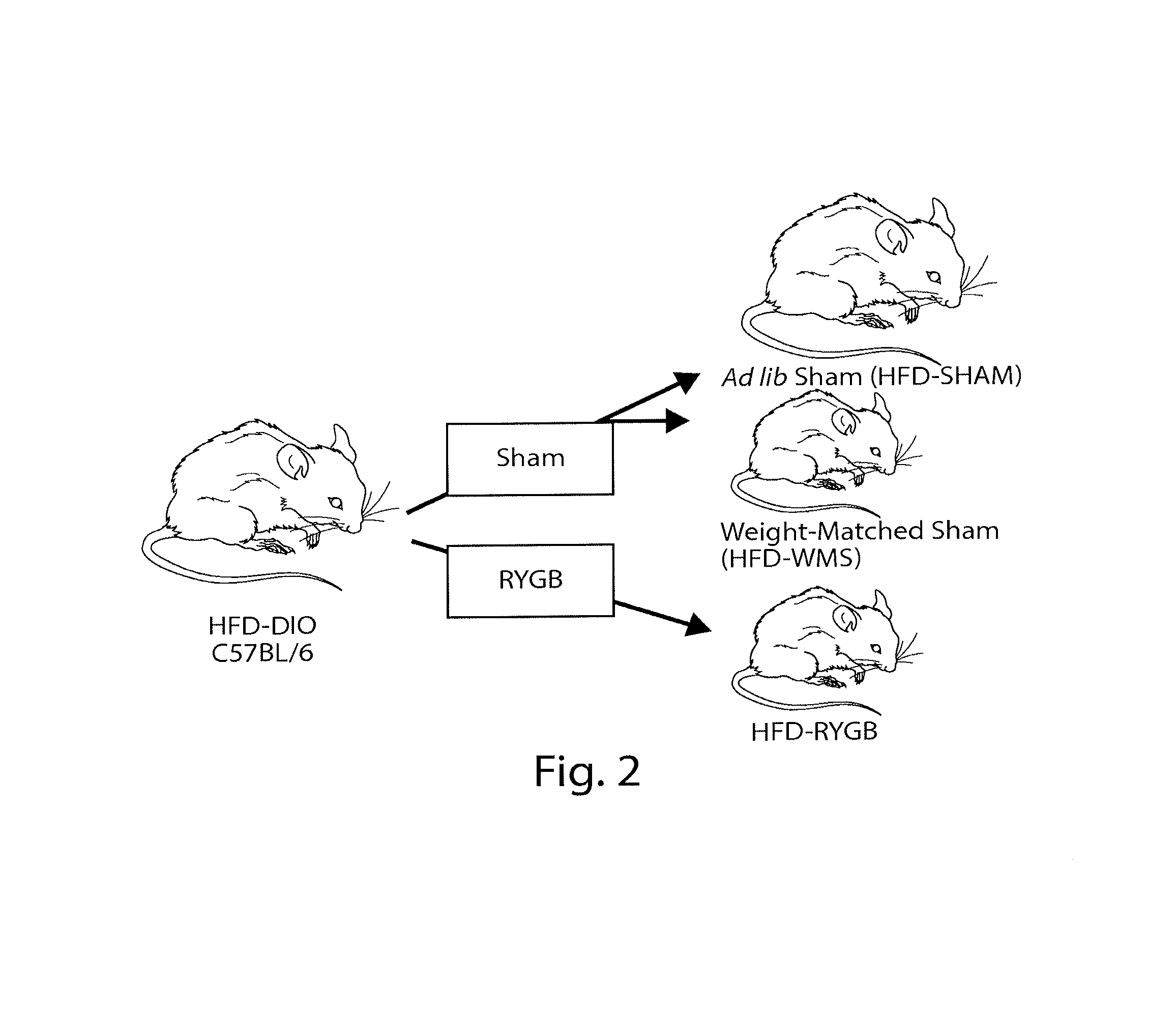 Compositions of microbiota and methods related thereto