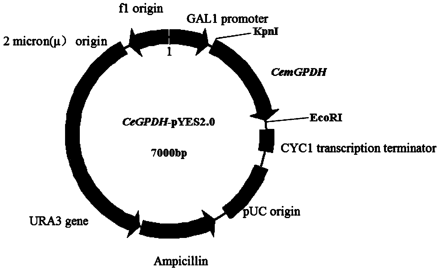 Cem GPDH (Glycerol-3-phosphate dehydrogenase) gene and application thereof