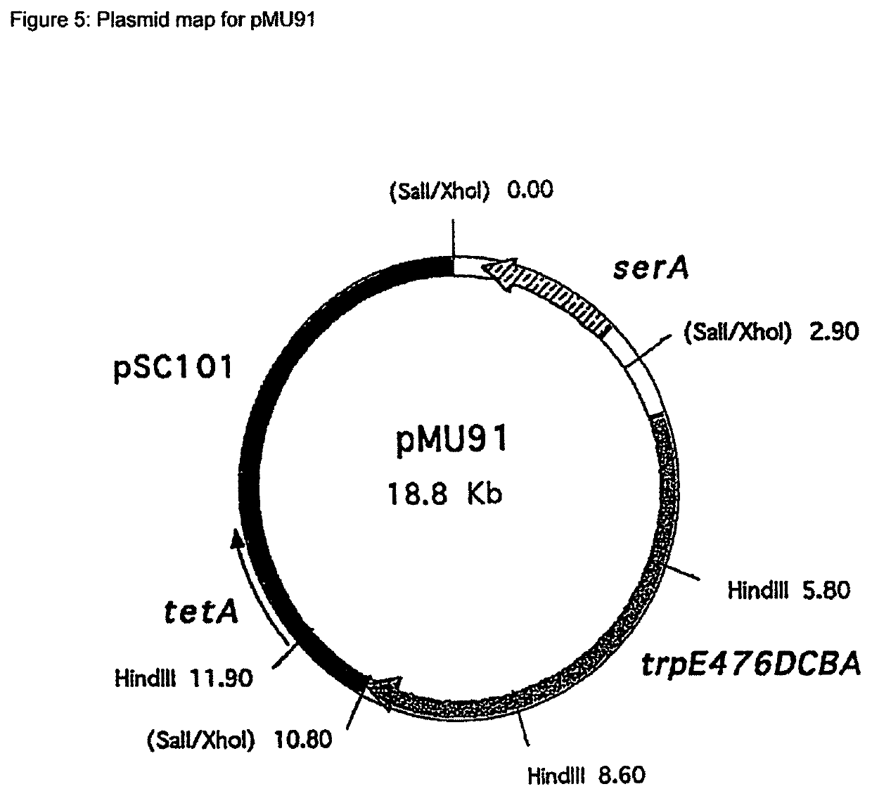 Method for producing l-tryptophan using improved strains of the enterobacteriaceae family