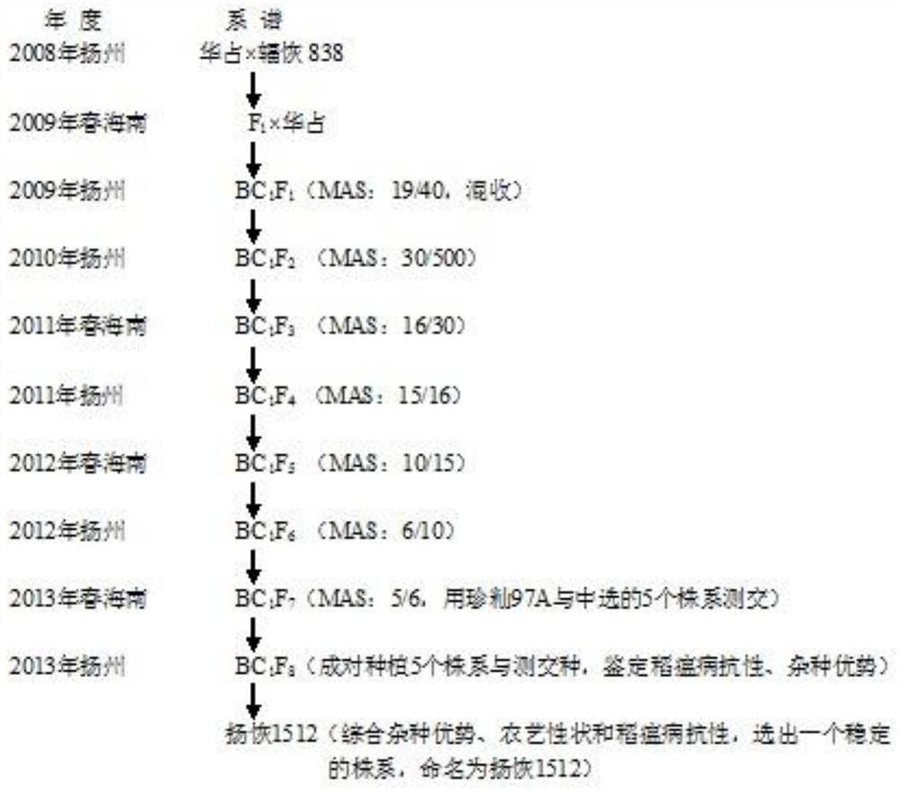 Breeding Method of Indica Rice Restorer Lines with Strong Blast Resistance