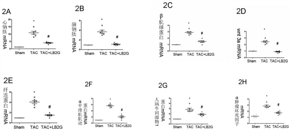 Application of a kind of benzimidazole derivative in the preparation of medicine for treating heart failure