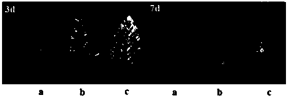 Construction and application of anti-sclerotinia sclerotiorum gene GmPR5 and GmPR5 transgenic plant