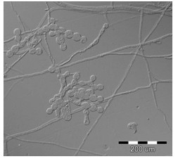 Epulorhizarepens and application thereof to growth promotion of dendrobium loddigesii rolfe