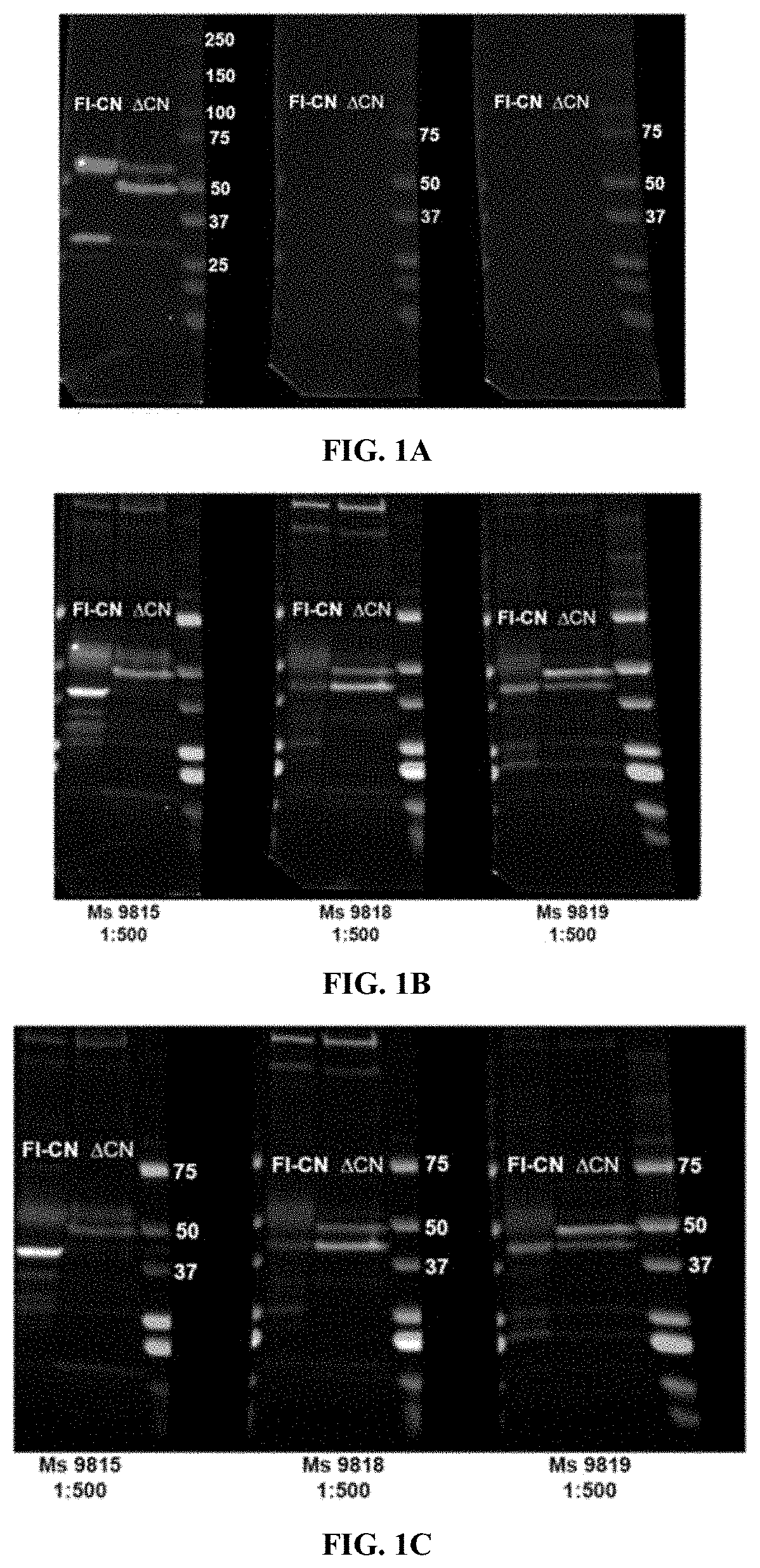 Antibodies for binding pathologic forms of calcineurin