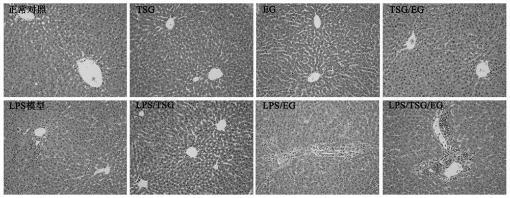 Method for controlling polygonum multiflorum extra-heterogeneous hepatotoxicity