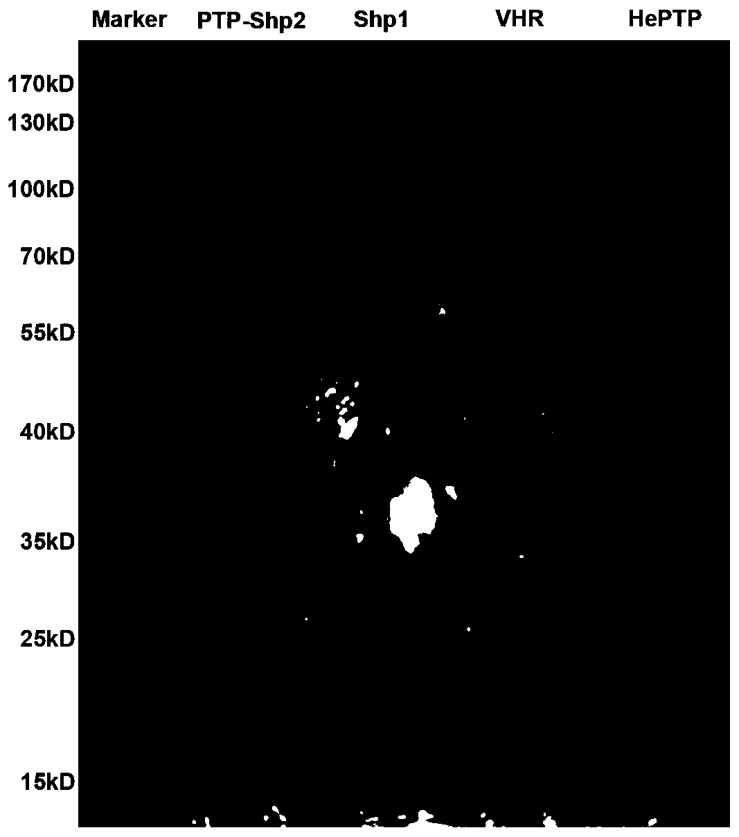 Use of phenylacrylic acid compounds in the preparation of shp2 specific inhibitors and their pharmaceutical use