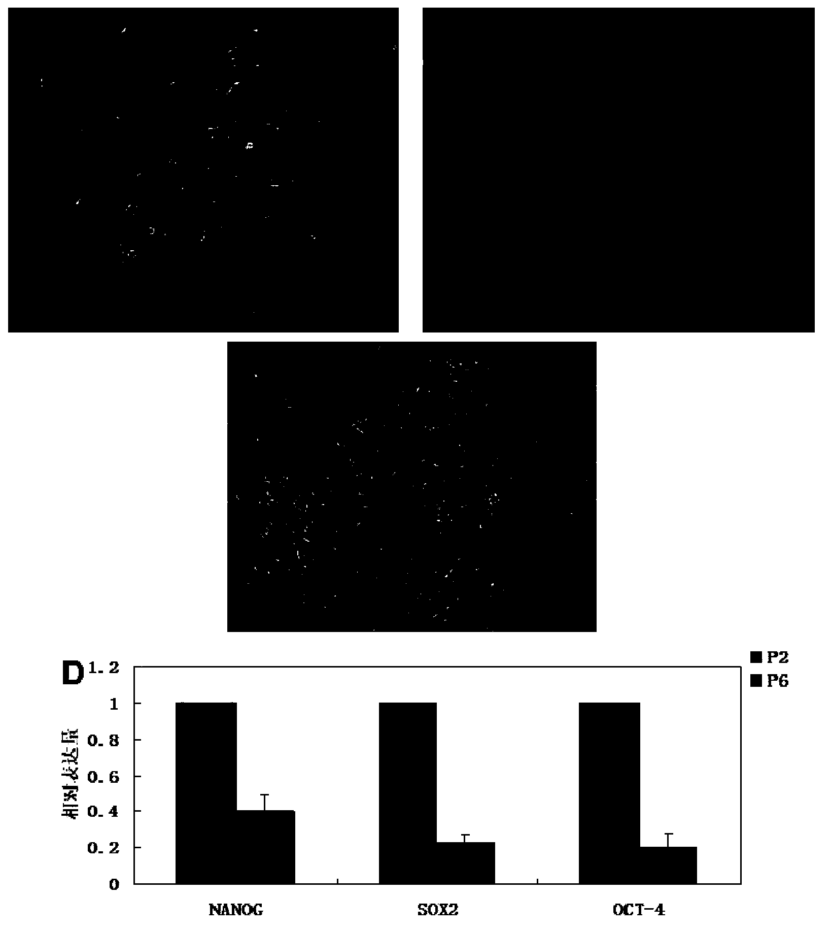 Method for restoring totipotency of mesenchymal stem cell