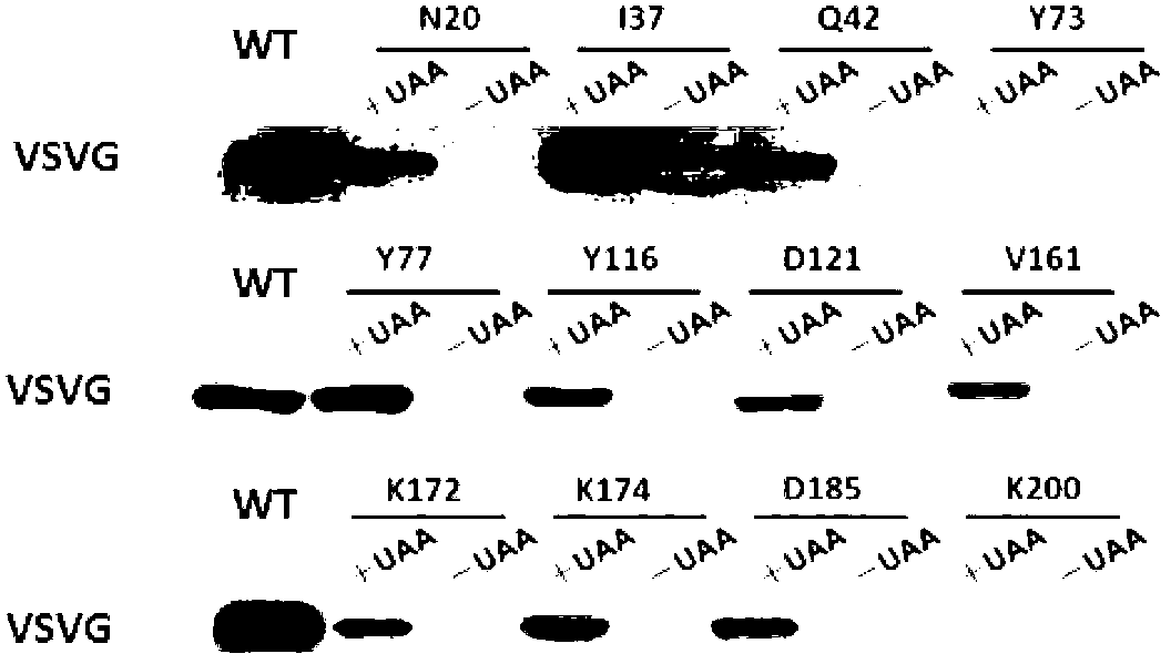 Viromembrane protein with site-specific mutagenesis and site-specific decoration, preparation method and applications of viromembrane protein