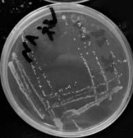 Separation and identification method of microorganism causing mildew of fermented chili